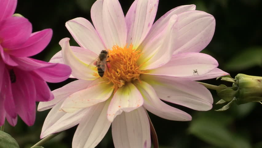 Bee collecting pollen on dahlia flower