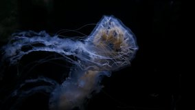 Abstract jellyfish on black water. in night ocean