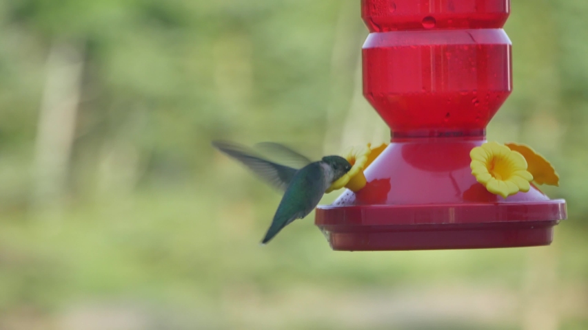 Hummingbird on feeder. Flapping its wings to keep level with the fake flower.
