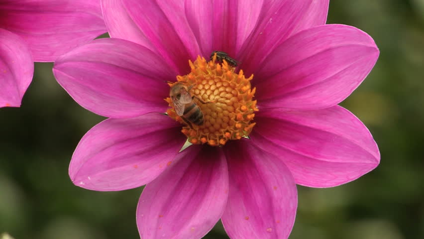 Close up of bee and insect on dahlia flower