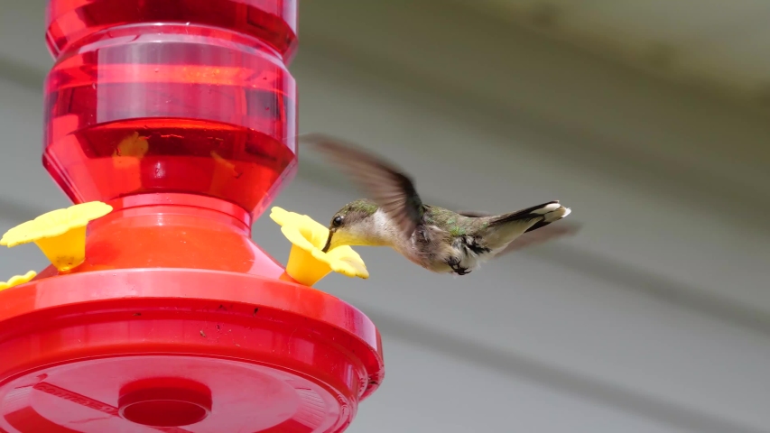 Hummingbird on feeder. Flapping its wings to keep level with the fake flower.
Footage is 4k 30fps.