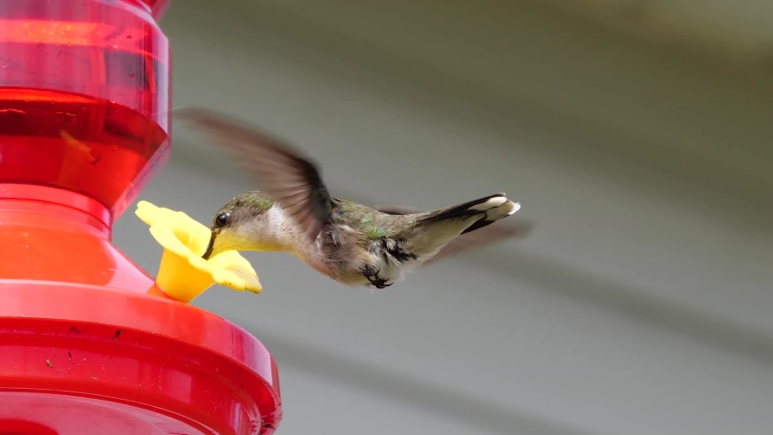 Hummingbird on feeder. Flapping its wings to keep level with the fake flower.
Footage is 1080p 60fps