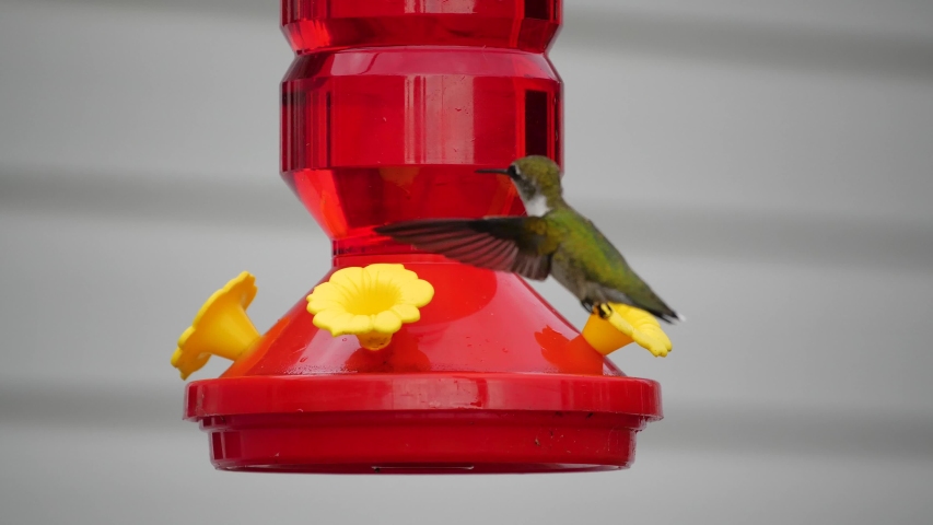 Hummingbird on feeder. Flapping its wings to keep level with the fake flower.
Footage is 4k in 60 fps.