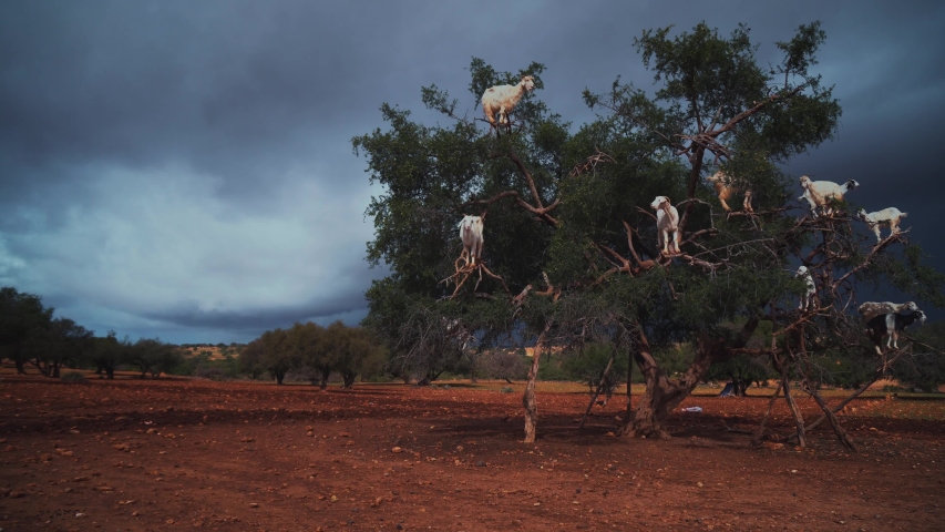 A group of goats is sitting in a Argan Tree eating from the branches in Morocco.