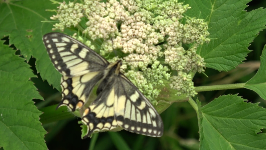 Buttefly on a bright green plant in the Valley of Geysers, the unique remote place in Russian far east, Kronotsky Nature Reserve, Kamchatka peninsula. Beautiful insect in greenish white blossom.