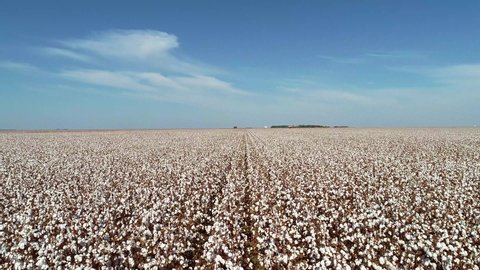 aerial image of cotton, smooth drone movement, large white cotton field in Brazil