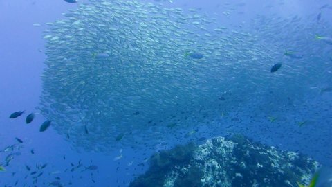 Large school of fusilier fish congregate and change directions over a deep water pinnacle; Thailand.