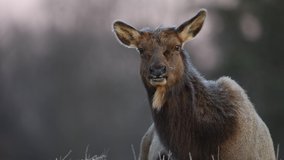 A wild elk video clip 