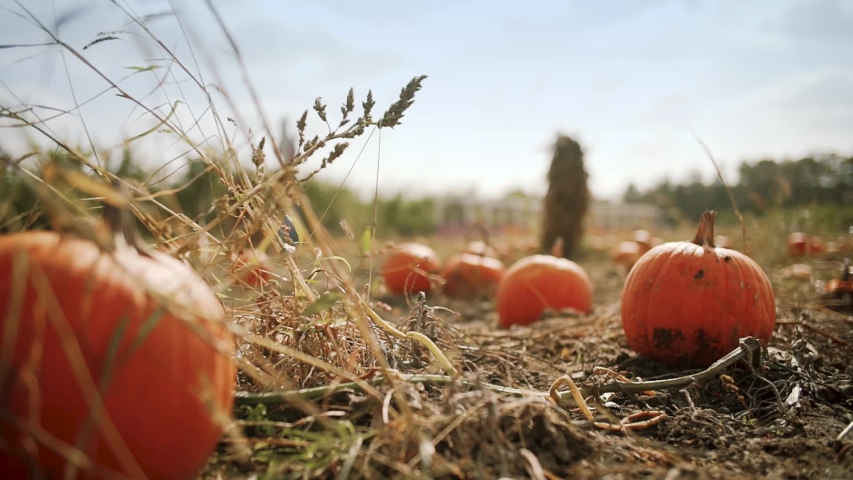 Shutterstock video thumbnail
