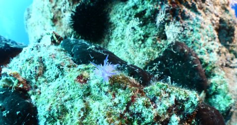 nudibranch flabellina nudi branch nudybranch  underwater slug