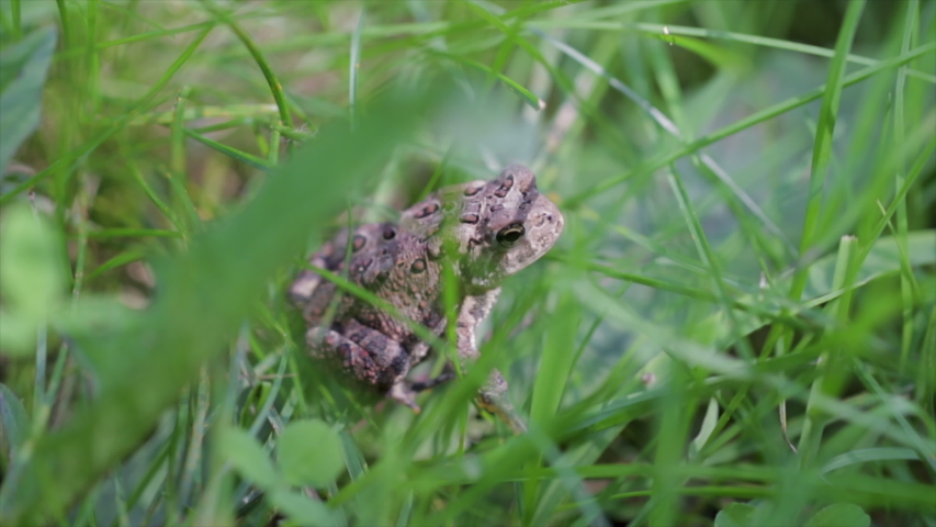 Toad hiding in the grass. Small little reptile sitting in long grass in the summer time. Close up of wild brown toad. 