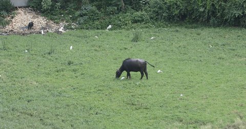 Buffalo eating in the Fields
