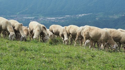 Herd of sheep and goats grazing in the meadows on the Italian Alps. Mountain natural environment