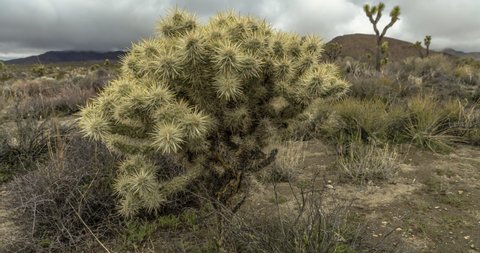 Motion time lapse in Joshua Tree national park, focusing from Cholla to a Joshua Tree