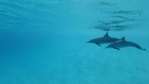 Family of dolphins, mother and juvenile dolphin slowly swim alongside under surface of blue water in the morning sun rays. Slow motion, Underwater shot. 