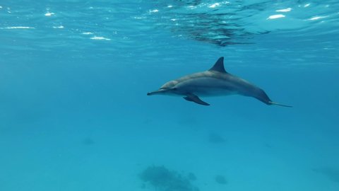 Young dolphin slowly swims under surface of blue water in the morning sun rays. Slow motion, Underwater shot. Spinner Dolphin (Stenella longirostris) in Red Sea, Egypt, Africa