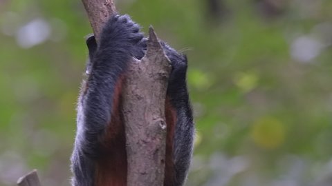 Red bellied tamarin portrait close up eating fruit slow motion
