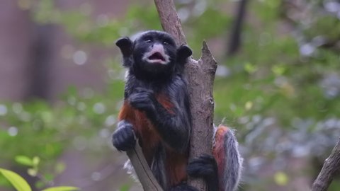 Red Bellied tamarin eating on tree branch