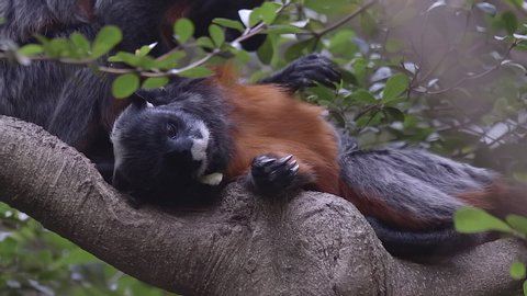 Red Bellied Tamarin lying on tree branch