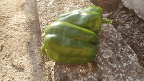 Fresh green peppers on stone wall close up. Outdoor footage.