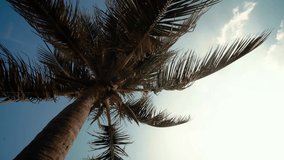 Coconut trees or palm tree. Royalty high-quality free stock video footage of coconut trees or palm tree with view up or bottom view in sunshine. Lush green foliage, coconut trees, sunlight upper view