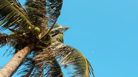 Stock 4k: View up or bottom view coconut palm trees forest in sunshine. Royalty high-quality free video footage scenic view tall coconut palm tree with sun light in the forest when looking up blue sky