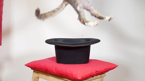 close-up magician puts the cat in the black top hat, then takes the cat out of the black top hat