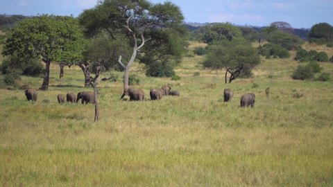 Herd of Elephants on Pasture in Savanna of Tanzania National Park, Animals in Natural Environment