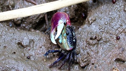 A crab with one claw, fiddler crab, is feeds in the mud on the coast.