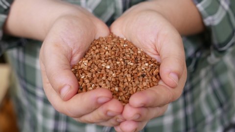 buckwheat beans in the hands of farmer.