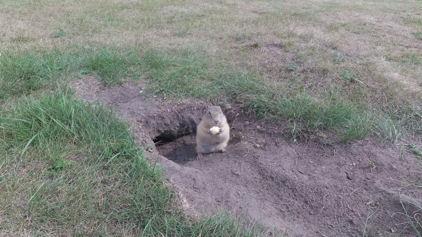 gopher near its hole eats corn stick