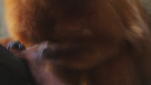 Golden lion tamarin closeup while it looks for parasitic insects such as fleas in its fur