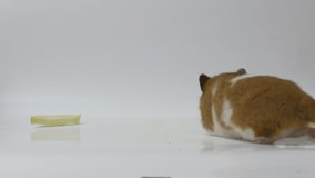 Ungraded: Golden hamster. Studio shot on white background. Ungraded H.264 from camera without re-encoding.