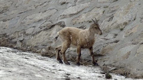 dam wall/Italy  01/24/2019  video of ibex climbs a dam in Italy