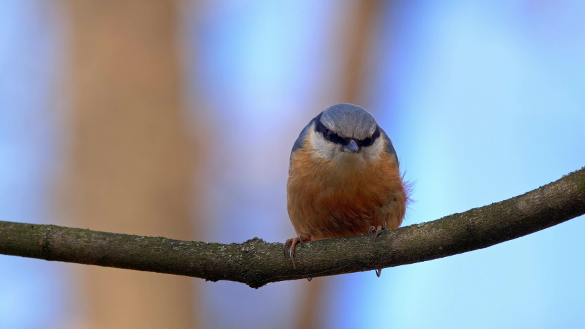 Eurasian nuthatch (Sitta europaea) perching on branch