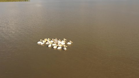 Rotating drone shot of group of pelicans swimming in Chamo Lake in South Ethiopia

