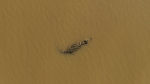 Ascending overhead abstract drone shot of floating Nile crocodile near beach of Chamo Lake, wildlife and natural scenery in Ethiopia Africa