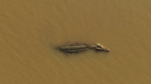 Aerial view hovering above crocodile relaxing at Chamo Lake, dangerous wildlife in Ethiopia