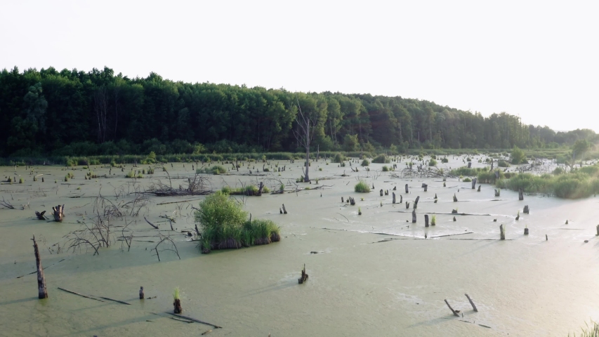 green pond with old stumps and snags in front of the forest, aerial shoot