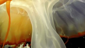 Closeup of Atlantic sea nettle (Chrysaora quinquecirrha) Jellyfish slow moving underwater on black background
