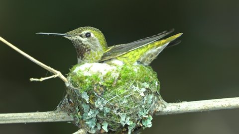 Female hummingbird kicking the nest bottom - arrange materials/eggs