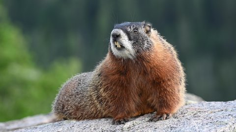 Barking Marmot Sitting On Large Boulder Stock Footage Video (100% 