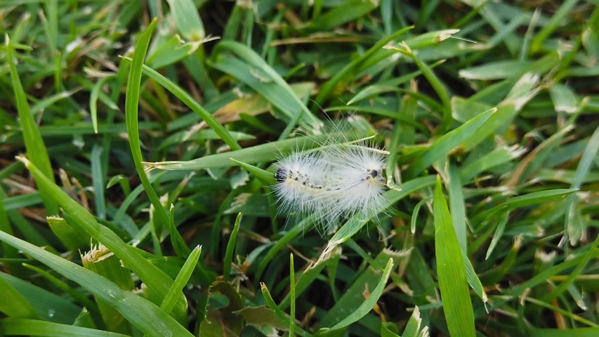 Close up video of a fall webworm caterpillar crawling on the grass. Shot at 120 fps.

