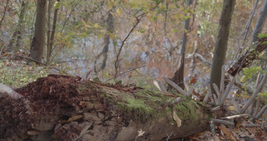 Moss on fallen tree near flowing Wissahickon Creek