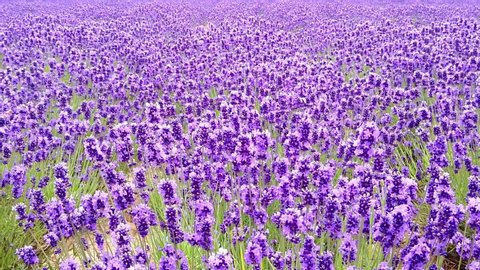Fully bloomed lavender field in Tomita Farm, Furano, Hokkaido, Japan