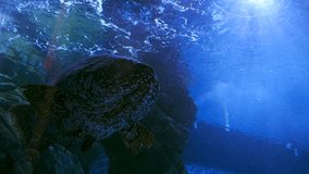 Video 4k of giant grouper (epinephelus lanceolatua) in water