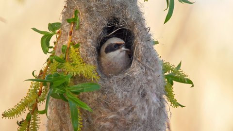 Eurasian penduline tit (Remiz pendulinus) couple building nest