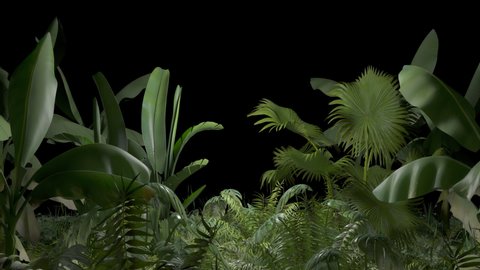 Tropical plant on an alpha channel
