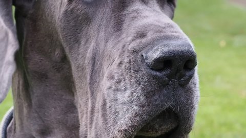 The nose of a large dog sniffing the smells and aromas of nature in the garden in summer. Funny animal nose, close-up