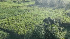 video of village drone in Kahu sub-district, Bone Regency, South Sulawesi Province, Indonesia